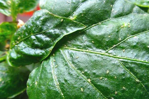 Signos de infestación de pulgones en hojas de plantas
