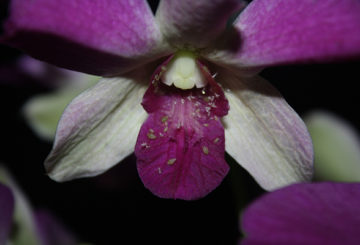 Pulgões em uma flor de orquídea