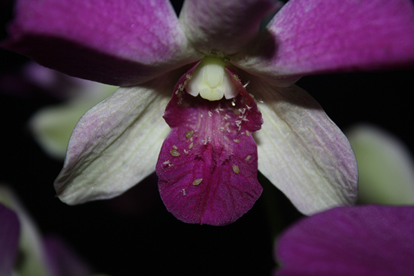 Pulgones en una flor de orquídea