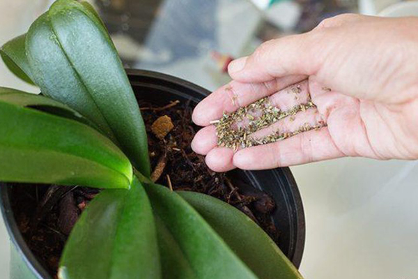 Alimentação de orquídeas