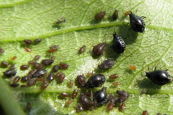 Pucerons sur une feuille de cerisier