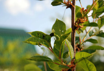 Aphids pada ceri