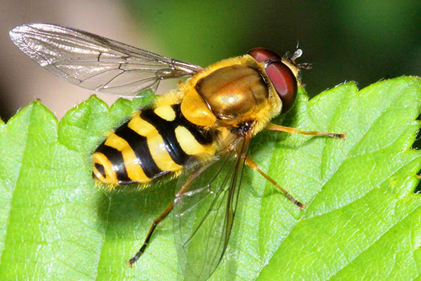 Volar, hoverfly