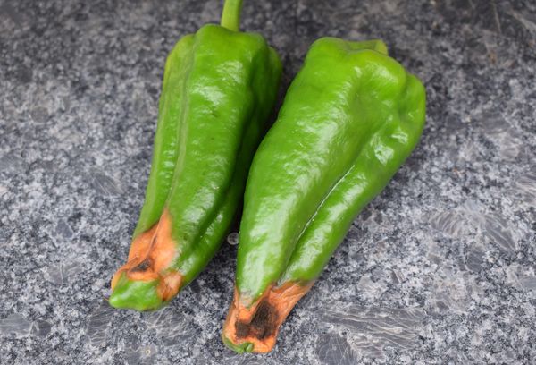 Pimientos podridos