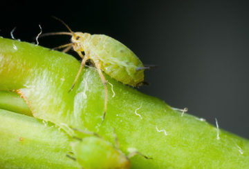 Espécime de pulgão verde