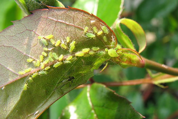 Зелена листна въшка на лист