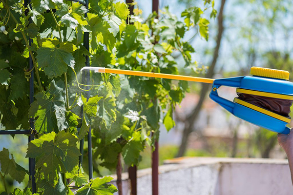 Pulverização de uvas