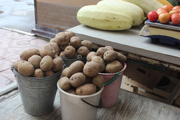 Récolte de pommes de terre