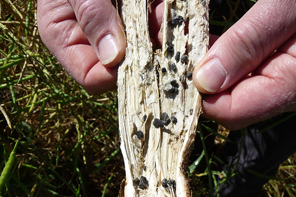 Sclerotia in besmet hout