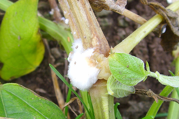 Ontsnapping getroffen door sclerotinia