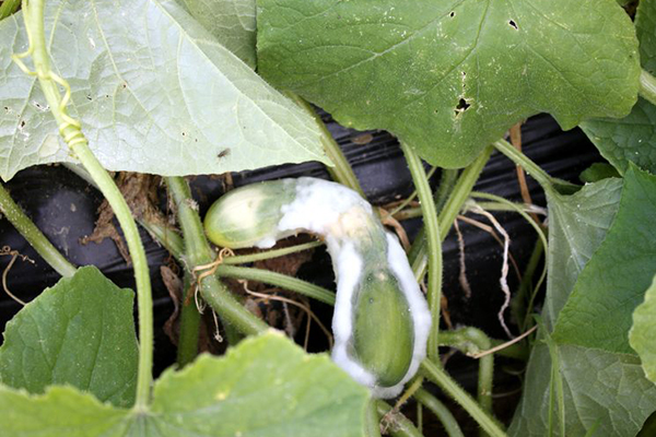 Podridão branca em pepino