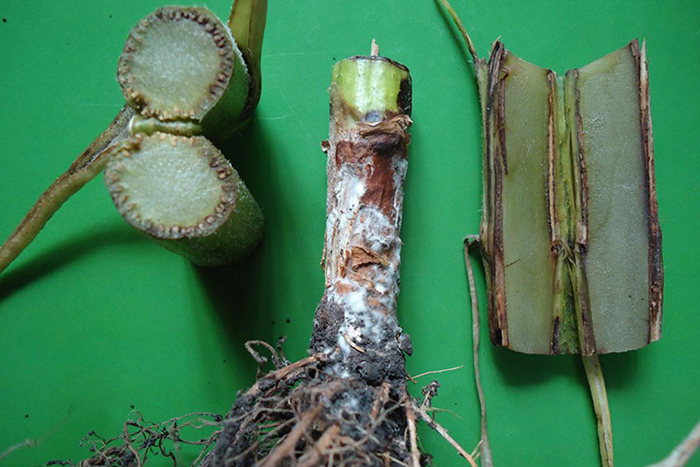 Sclerotinia bunga matahari