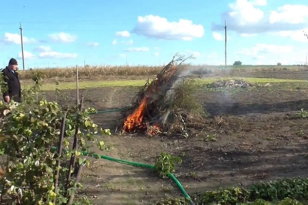 Brûler des résidus de plantes dans le jardin