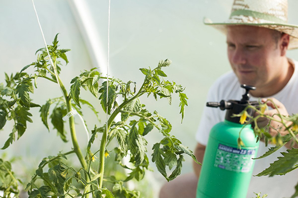 Pulverizando tomate em uma estufa