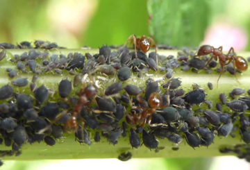 Jajahan aphid hitam