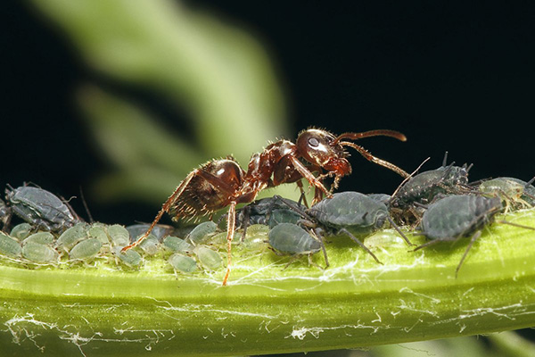 Мравка и черна листна въшка