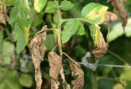 Signos característicos de la marchitez por fusarium del tomate