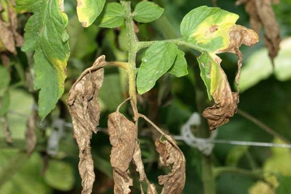 Domates fusarium solgunluğunun karakteristik belirtileri