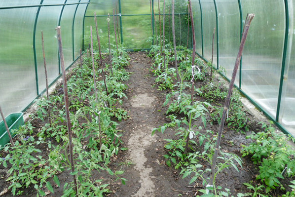 Rumah hijau lembap dengan tomato