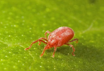 Acarien rouge - coléoptère plat de serre