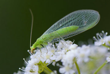 Lacewing em uma flor