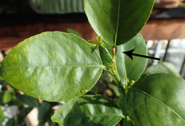 Faux bouclier sur une plante d'intérieur