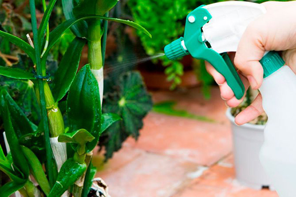 Pulvériser une plante ornementale