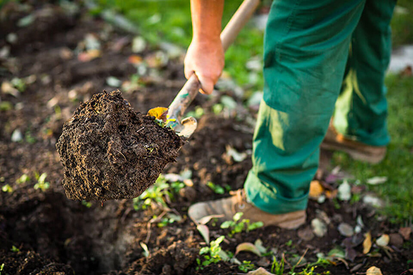 Изкопаване на зеленчукова градина през пролетта