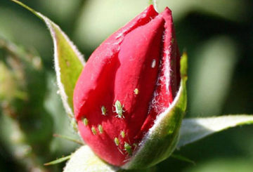 Pulgões em um botão de rosa