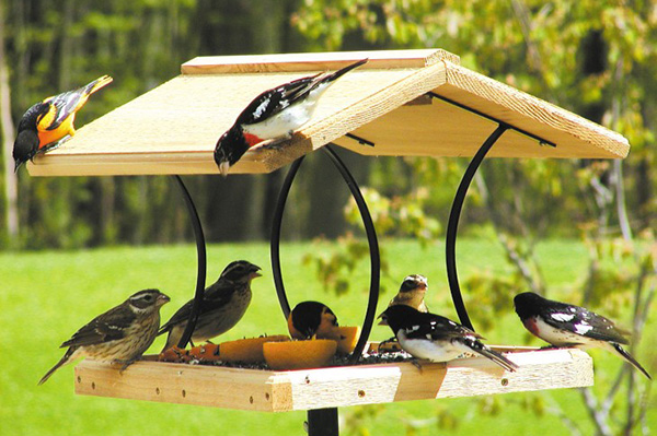 Хранене за птици в градината