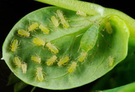 Грахова листна въшка