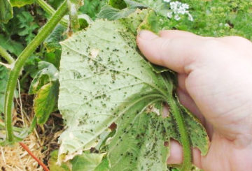 Aphid pada zucchini