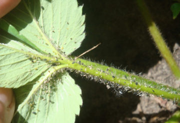 Aphid pada strawberi