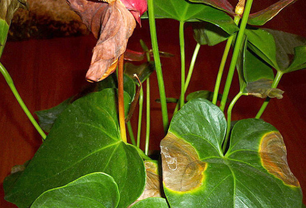 Manchas en las hojas de anthurium.