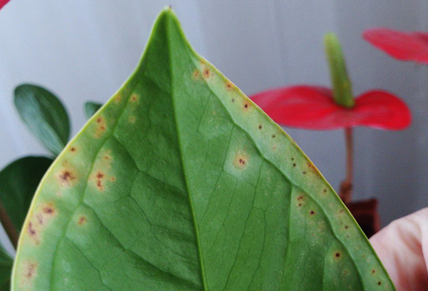 Symptomen van anthurium-infectie met anthracnose