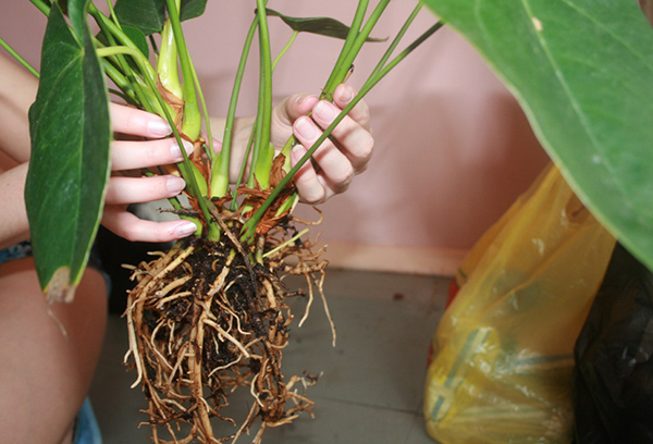 Pemindahan Anthurium