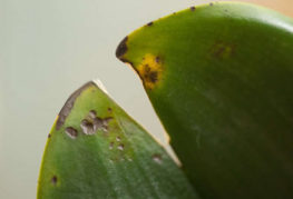 Антракноза орхидеи
