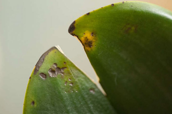 Orquídeas antracnosis