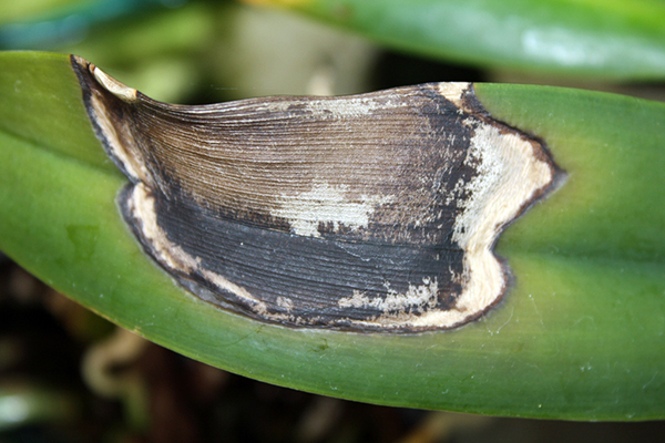 Melancarkan orkid anthracnose