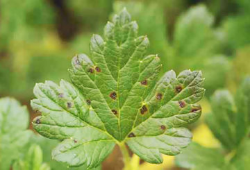 Gejala anthracnose currant