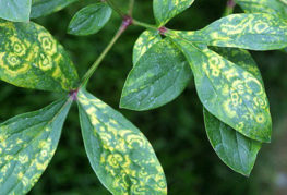Manifestarea virusului mozaic pe frunze