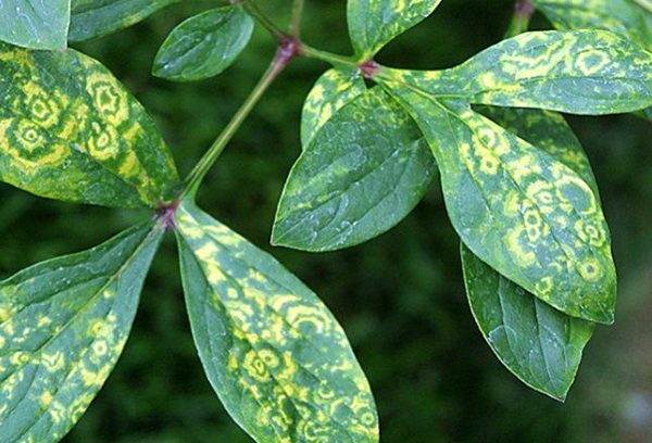 La manifestation du virus de la mosaïque sur les feuilles