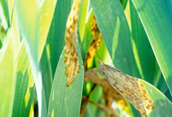 Mosaico sobre hojas de iris