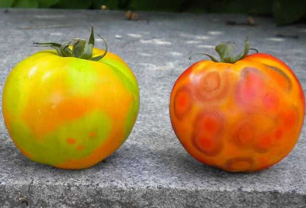 Manifestaciones de mosaico en frutos de tomate.