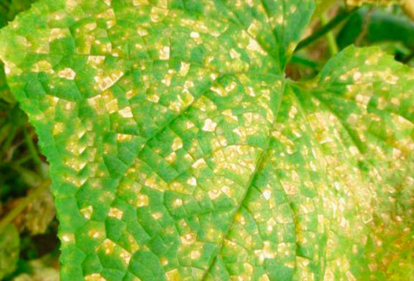 Mosaico de pepino