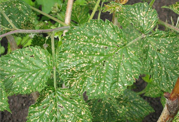 Hojas de frambuesa infestadas de mosaicos