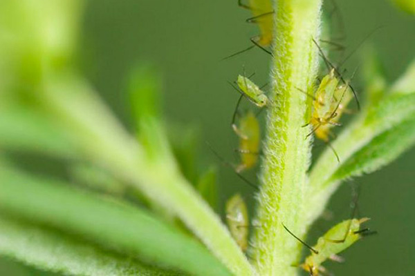 Pulgões em uma planta