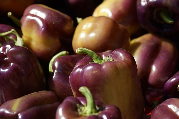 Poivre bulgare avec une teinte violette