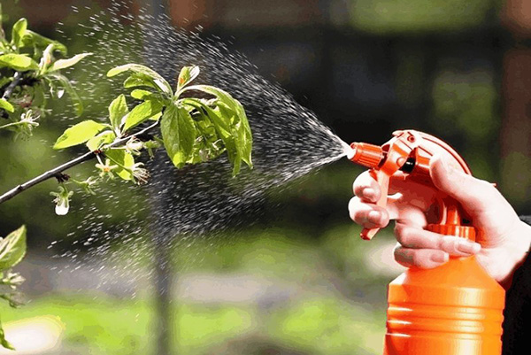 Appelbomen sproeien in de zomer