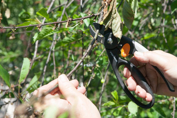 Memangkas pokok buah